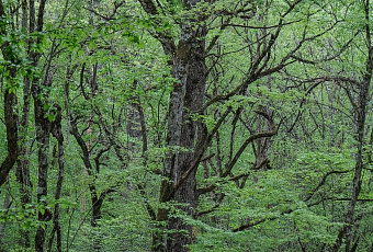 На восстановление лесов Крыма направят более 180 млн рублей