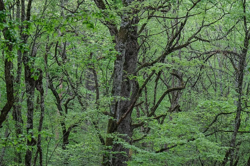 На восстановление лесов Крыма направят более 180 млн рублей