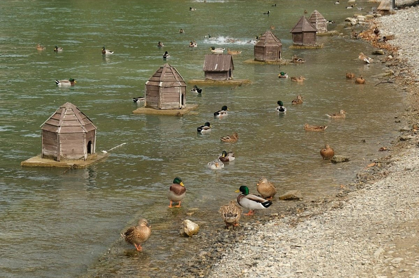 Хамышки, Абрау-Дюрсо и Домбай — самые дорогие курорты России в декабре