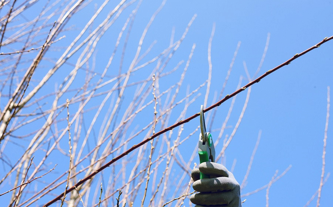 Как правильно обрезать плодовые деревья, чтобы был богатый урожай