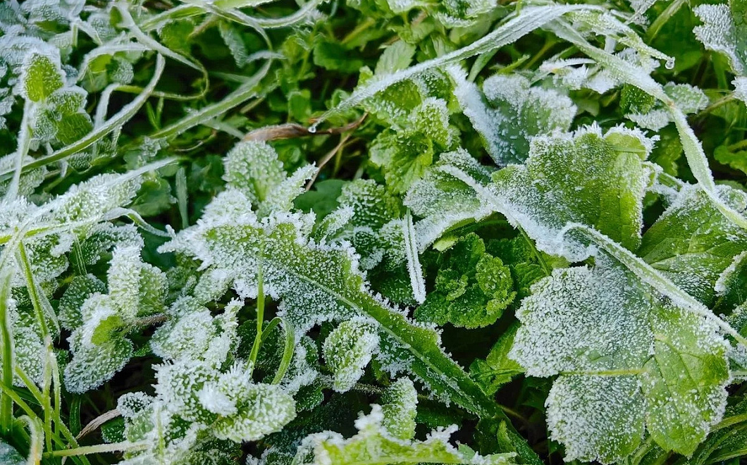 Заморозки возвращаются на Кубань: до -3 градусов ожидаются в ближайшие четыре ночи
