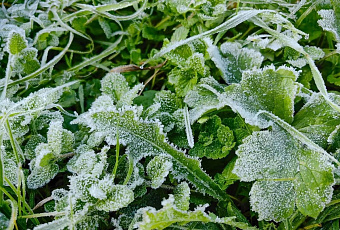 Заморозки возвращаются на Кубань: до -3 градусов ожидаются в ближайшие четыре ночи