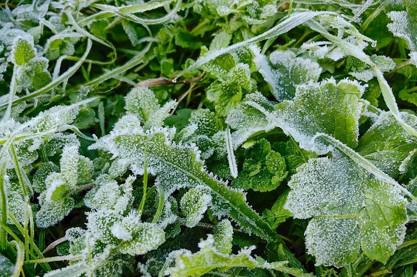 Заморозки возвращаются на Кубань: до -3 градусов ожидаются в ближайшие четыре ночи