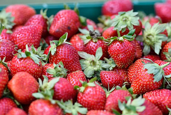 Девять тонн египетской клубники уничтожили в порту Новороссийска из-за мухи-горбатки