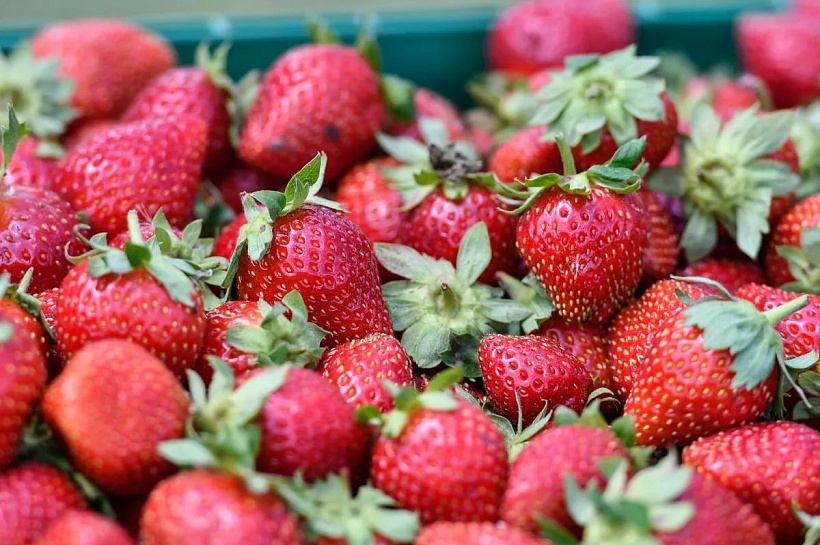 Девять тонн египетской клубники уничтожили в порту Новороссийска из-за мухи-горбатки