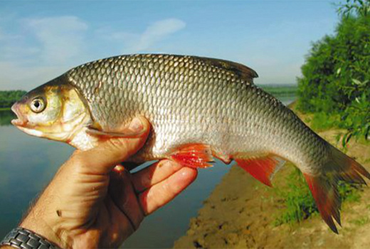 Ловля язя на спиннинг: секрет уловистых приманок от опытного рыболова