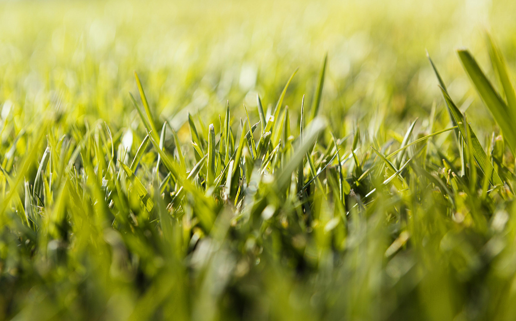 Почвы под травами накапливают больше углерода, чем лесные — открытие учёных МГУ