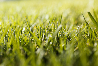 Почвы под травами накапливают больше углерода, чем лесные — открытие учёных МГУ