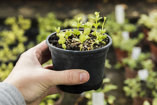Зимняя рассада: секрет успешного урожая весной