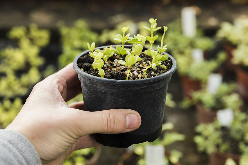 Зимняя рассада: секрет успешного урожая весной