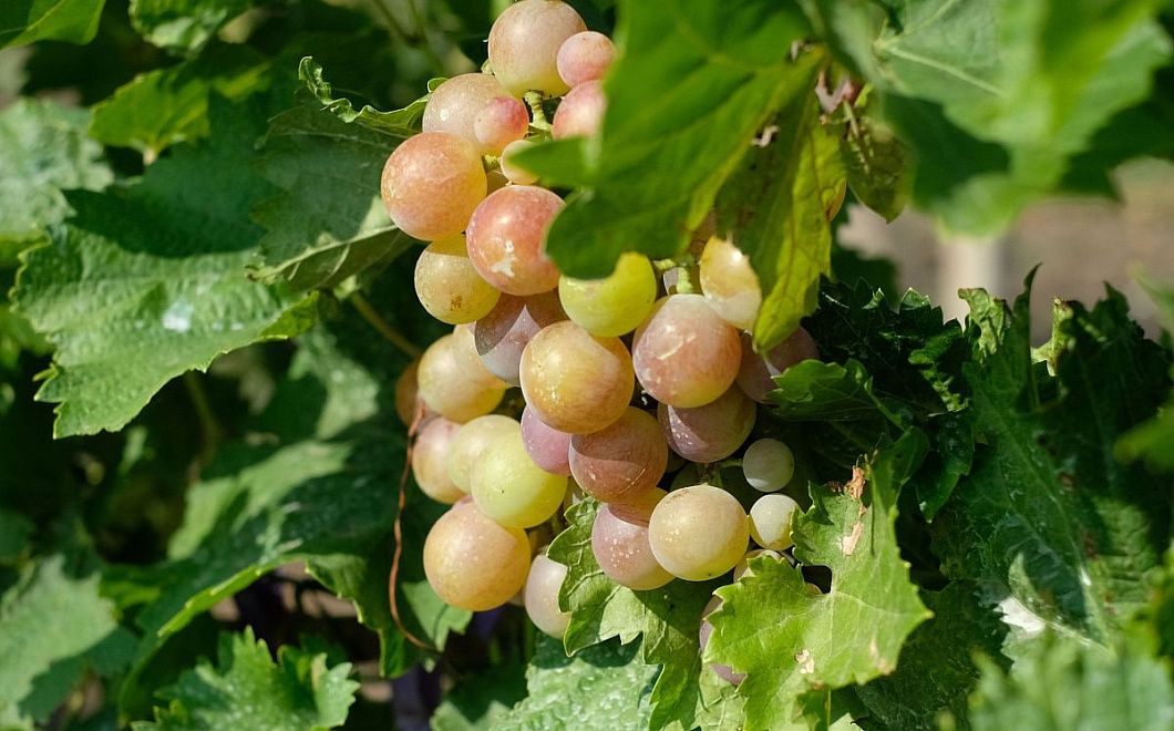 Новороссийск собрал рекордные 15 490 тонн винограда в 2025 году