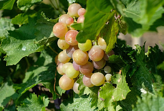 Новороссийск собрал рекордные 15 490 тонн винограда в 2025 году