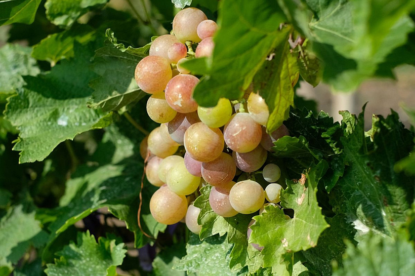 Новороссийск собрал рекордные 15 490 тонн винограда в 2025 году