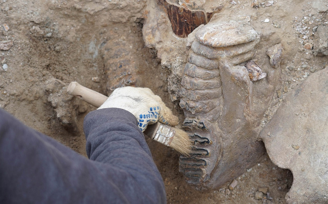 Кости древних слонов и носорогов обнаружили археологи в Тамани 