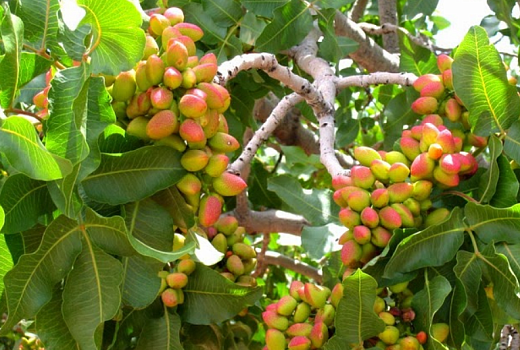 Как вырастить фисташковое дерево в саду