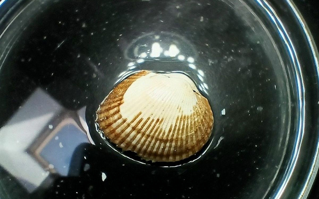 Ученые вывели формулу для расчета скорости роста моллюска-вселенца анадары