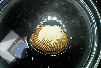 Ученые вывели формулу для расчета скорости роста моллюска-вселенца анадары