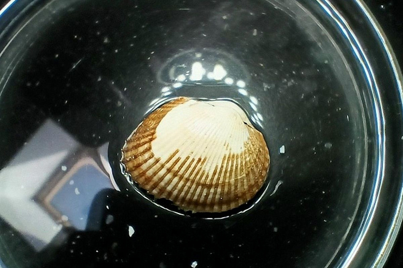 Ученые вывели формулу для расчета скорости роста моллюска-вселенца анадары