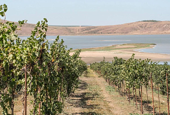 Ученые КубГАУ разработали метод обновления виноградников за два сезона