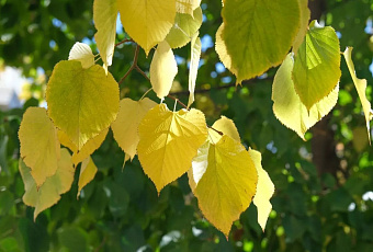 Столбик термометра в Краснодаре не поднимется выше +19°С в выходные