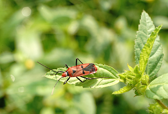 Маленькие друзья, о которых садоводы могут даже не подозревать 
