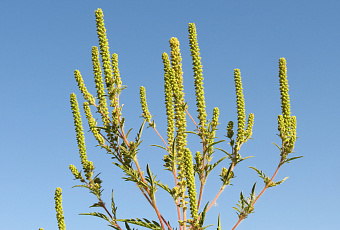 В Краснодаре уничтожили более 4,6 тысяч гектаров амброзии и других сорняков