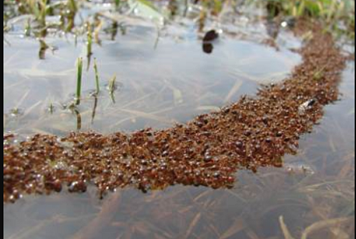 Взаимодействие муравьев и растений, обеспечивающее выживание обоих видов