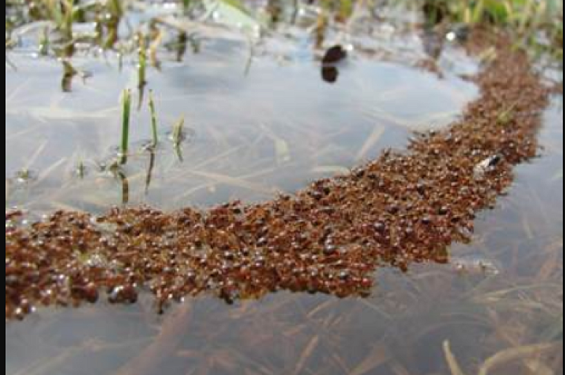Взаимодействие муравьев и растений, обеспечивающее выживание обоих видов