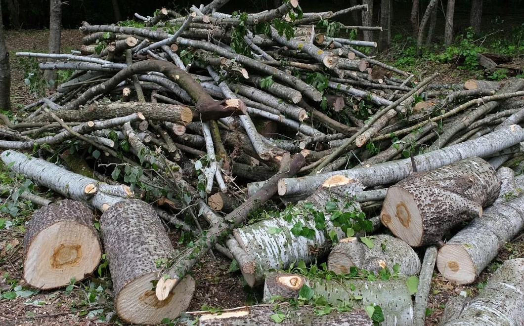 В России ввели штрафы за выброс листвы и веток в контейнеры