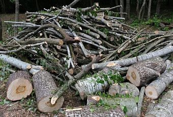 В России ввели штрафы за выброс листвы и веток в контейнеры