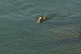 Курорты Кубани вошли в топ-10 направлений для отдыха с животными