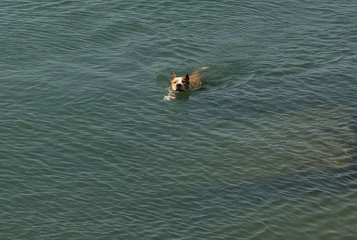 Курорты Кубани вошли в топ-10 направлений для отдыха с животными