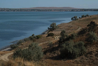 Ученые изучили сипух на Тамани: немногочисленный гнездящийся вид нуждается в искусственных гнездовьях