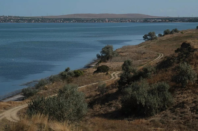 Ученые изучили сипух на Тамани: немногочисленный гнездящийся вид нуждается в искусственных гнездовьях