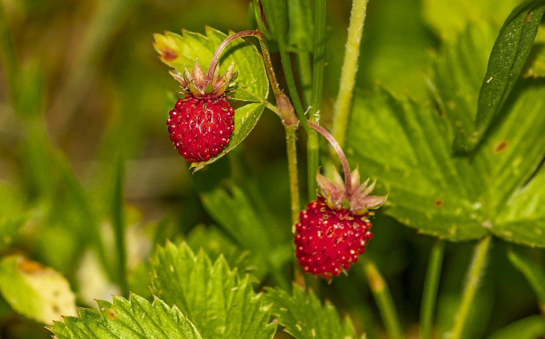 Ягода мечты: секреты выращивания земляники