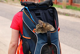 Полосатый рейс: как без стресса доехать с кошкой до моря и вернуться обратно