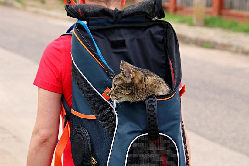 Полосатый рейс: как без стресса доехать с кошкой до моря и вернуться обратно