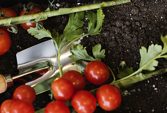 Секреты огорода: как собрать урожай сладких помидоров