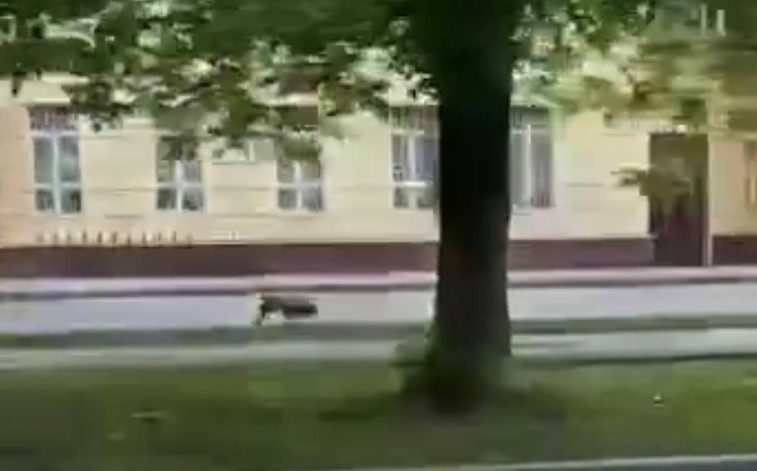 «Пумба, ты ли это»: кабан пробежался по улице в Подмосковье