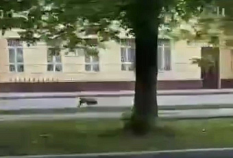 «Пумба, ты ли это»: кабан пробежался по улице в Подмосковье