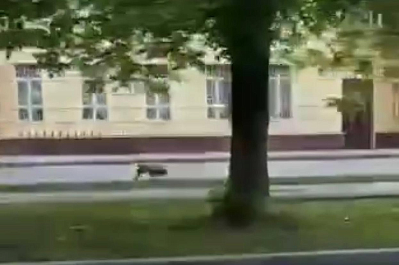 «Пумба, ты ли это»: кабан пробежался по улице в Подмосковье