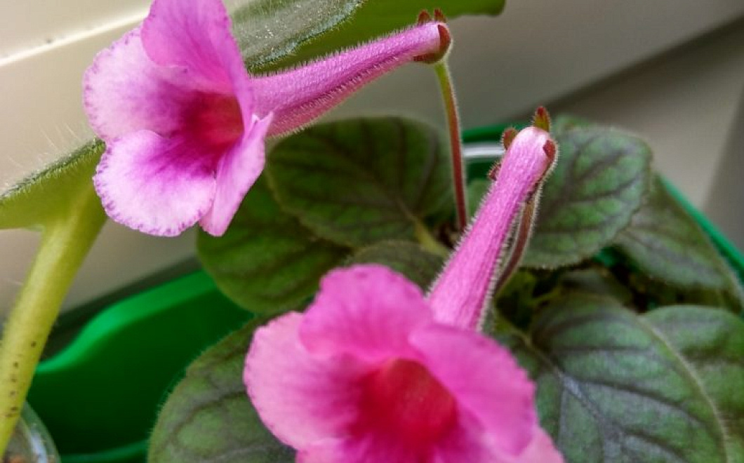 Садоводы рекомендуют - топ 4 рецептов ухода за геснериевыми