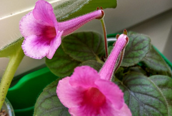 Садоводы рекомендуют - топ 4 рецептов ухода за геснериевыми