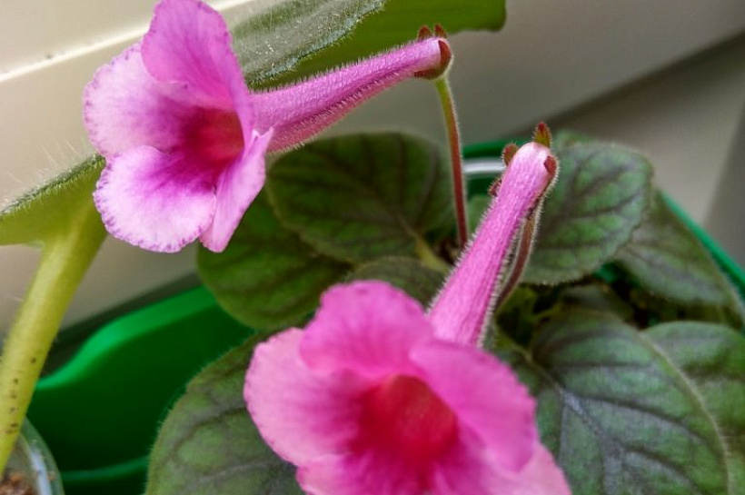 Садоводы рекомендуют - топ 4 рецептов ухода за геснериевыми