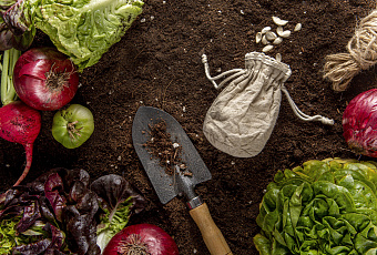 Не все возможно укутать в шарф: как помочь огороду справиться с низкими температурами