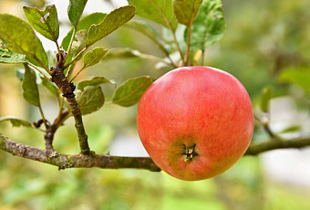 Собственная яблоня на территории - не сказка, а реальность