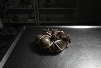 Крысиные короли: загадочный феномен, который озадачивает учёных уже 500 лет