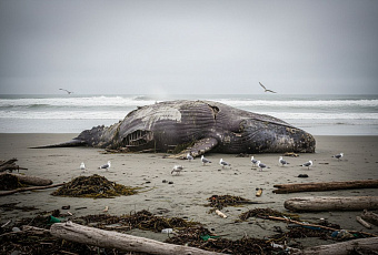 Почему киты взрываются на берегу и становятся опаснее динамита