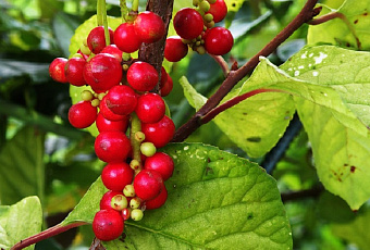 Китайский лимонник: природный помощник женщинам 45+