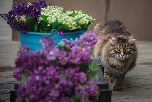 Безопасная кошка: бывают ли антиаллергенные домашние питомцы?